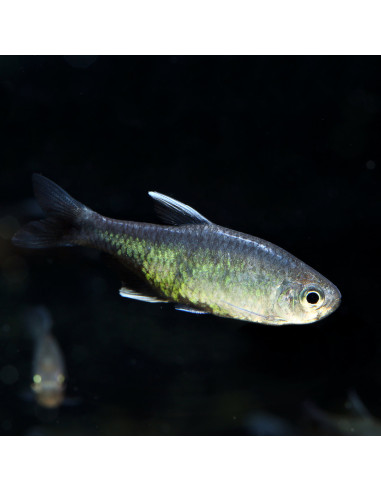 Hyphessobrycon negodagua
