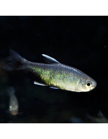 Hyphessobrycon negodagua