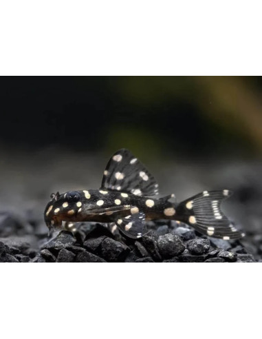 Hypancistrus sp. L471