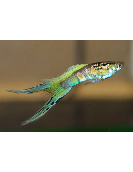 Guppy Smaragd Wiener