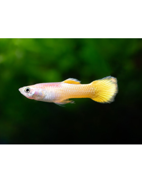 Guppy Neon gold Male