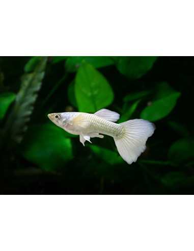 Guppy Luminous White male