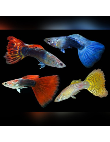 Guppy male Mix Premium