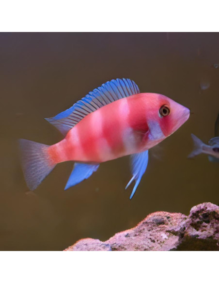 Cyphotilapia frontosa Red 3-4cm
