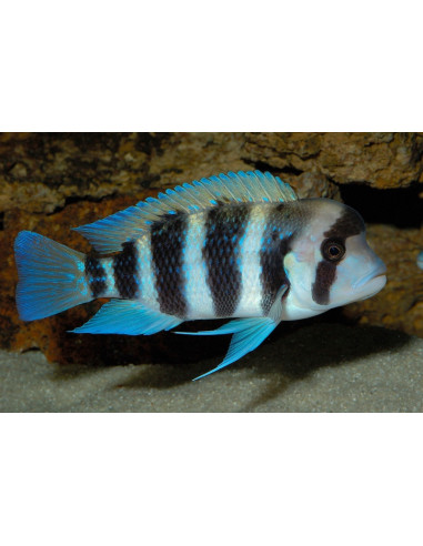 Cyphotilapia frontosa "Kavala" 5-7cm F1
