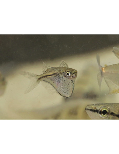 Carnegiella schereri