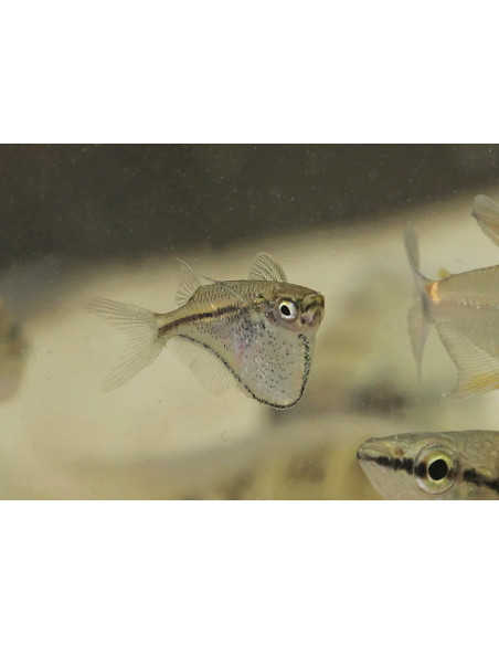 Carnegiella schereri