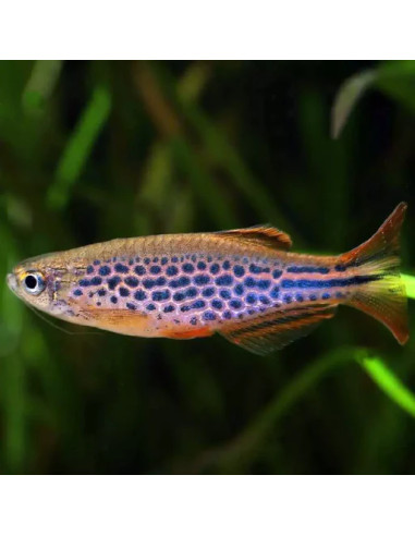 Brachydanio sp. aff. kyathit