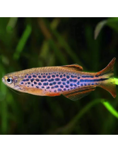 Brachydanio sp. aff. kyathit