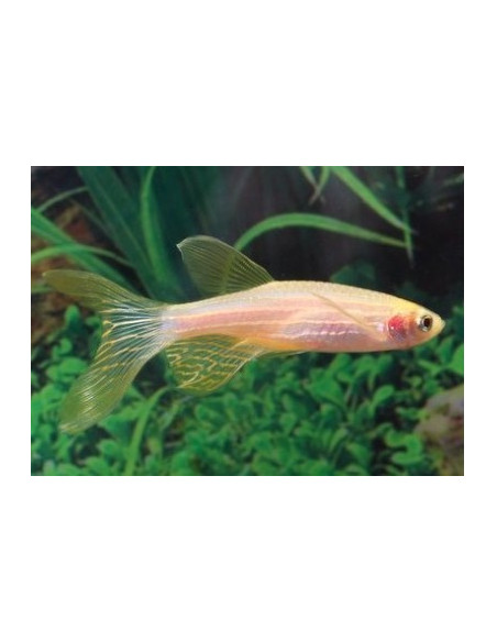 Brachydanio rerio "gold voilé"