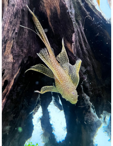 Ancistrus Albinos Long Fin S