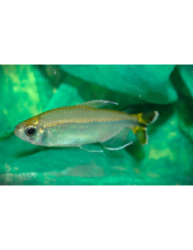 Alestopetersius sp. Lefini