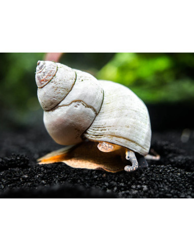 Filopaludina martensis