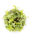 Hygrophila polysperma 'White' 1-2-Grow!