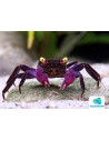 Geosesarma Dennerle Purple (Geosesarma dennerle) 2-2,5cm Wild