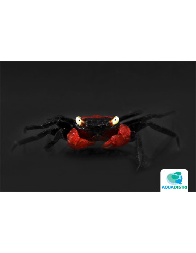 Geosesarma hagen "Red Devil" – 2–2,5 cm