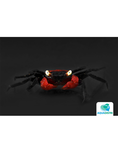 Geosesarma hagen "Red Devil" – 2–2,5 cm
