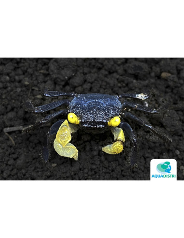 Geosesarma dennerle "Goldeneye" – 2–3 cm
