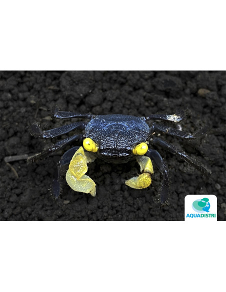 Geosesarma dennerle "Goldeneye" – 2–3 cm