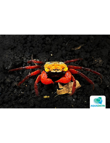 Geosesarma rouxi "Red Rainbow" – 3–3,5 cm
