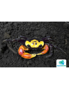 Crabe vampire Splendidum (Scandarma splendidum) 3-4cm Wild