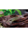 Lot 10 Caridina Japonica (Amano) – Crevettes nettoyeuses anti-algues
