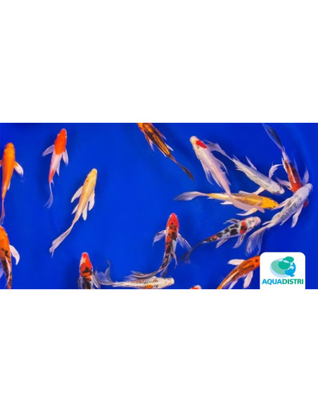 Koi Fantom voile SBS (Cyprinus carpio Koi Fantom Voile) 12-14 Cm