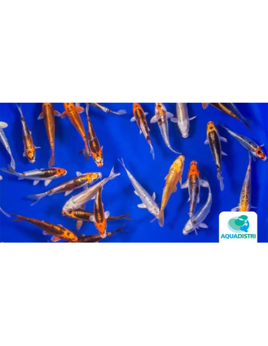Koi Fantom SBS (Cyprinus carpio Koi Fantom) 14-16 Cm
