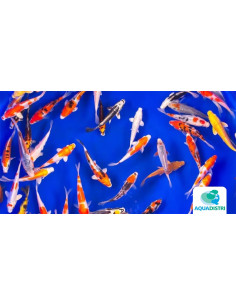 Koi Selection SBS (Cyprinus carpio Koi Selection) 12-14 Cm