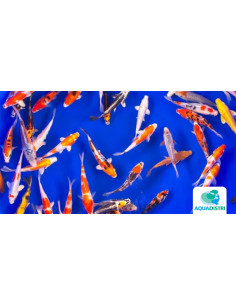 Koi Selection SBS (Cyprinus carpio Koi Selection) 14-16 Cm