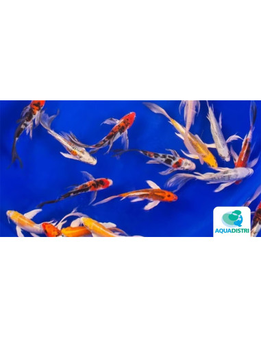 Koi Butterfly Select Sbs 20-25 Cm