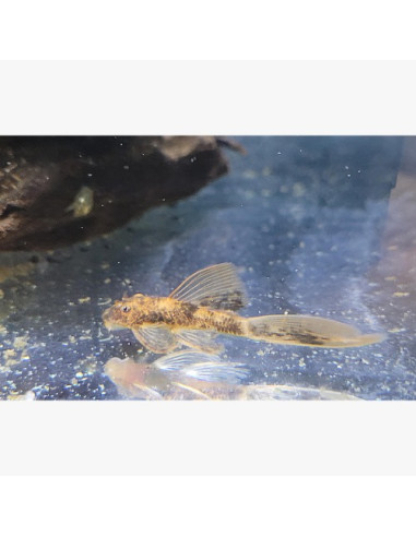 Ancistrus cf. cirrhosus piebald long fin 3-4cm