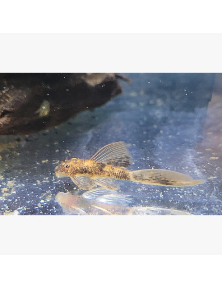 Ancistrus cf. cirrhosus piebald long fin 3-4cm
