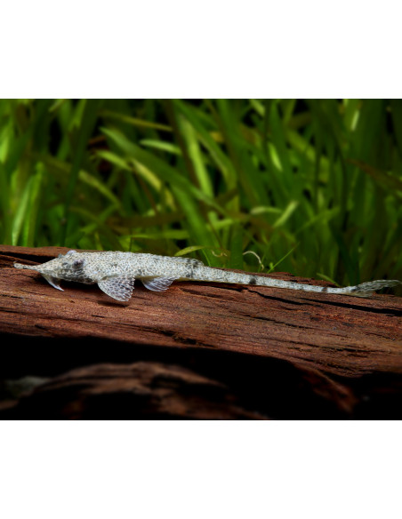 Hemiodontichthys acipenserinus (Hemiodontichthys acipenserinus) 10-12cm Wild