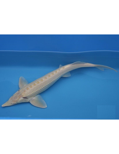 Est Albino 17-25 Cm