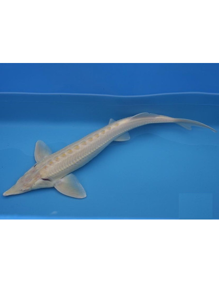 Est Albino 17-25 Cm