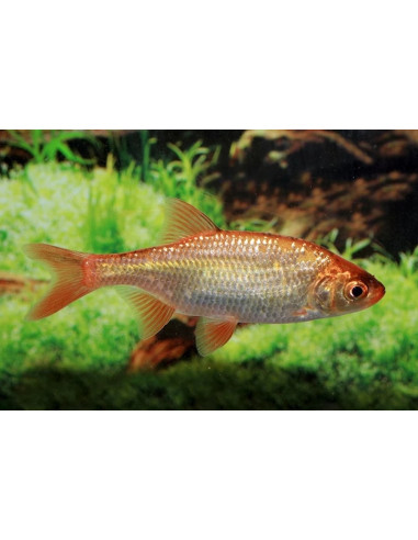 Gardon rouge (Scardinius erythrophthalmus) 7-10 Cm