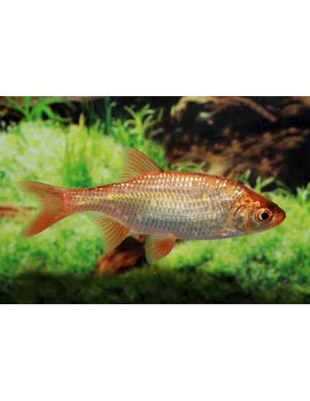 Gardon Rouge 10-12 Cm
