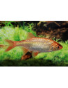 Gardon Rouge 12-15 Cm