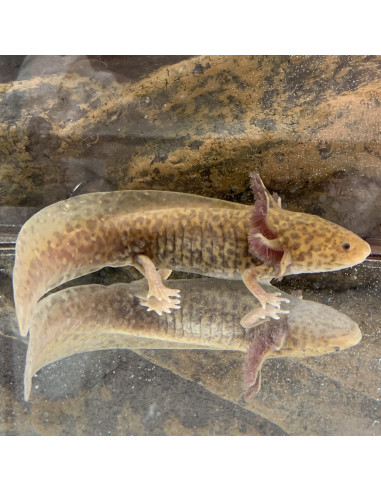 Axolotl copper (Ambystoma mexicanum Copper) 9-11cm