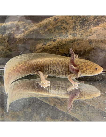 Axolotl copper (Ambystoma mexicanum Copper) 9-11cm