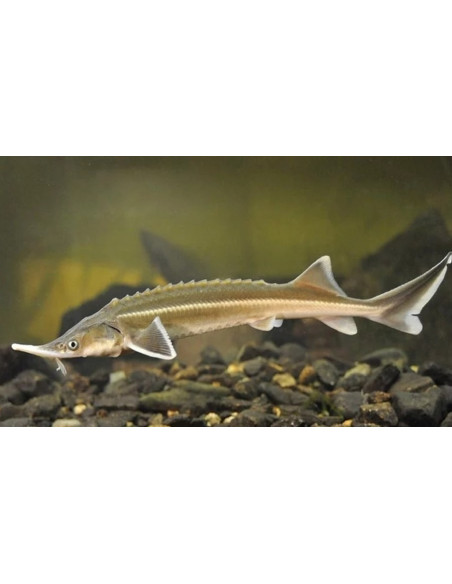 Est Sterlet 30-35 Cm