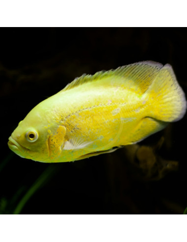 Astro. Ocellatus Lemon 6-6.5cm