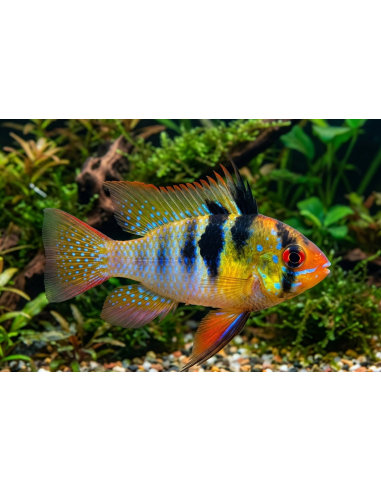 Ramirezi (Mikrogeophagus ramirezi) 4,5-5cm