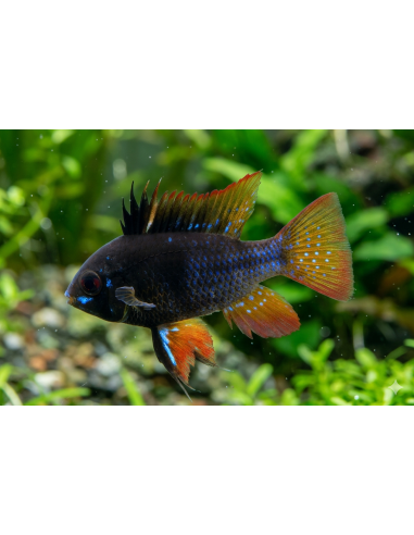 Ramirezi Black (Mikrogeophagus ramirezi Black) 3,5-4cm