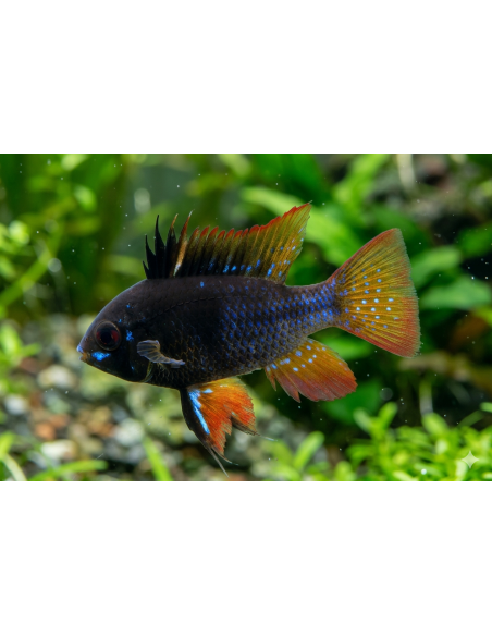Ramirezi Black (Mikrogeophagus ramirezi Black) 3,5-4cm