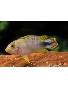 Apistogramma Panduro 3-4 cm (paar)