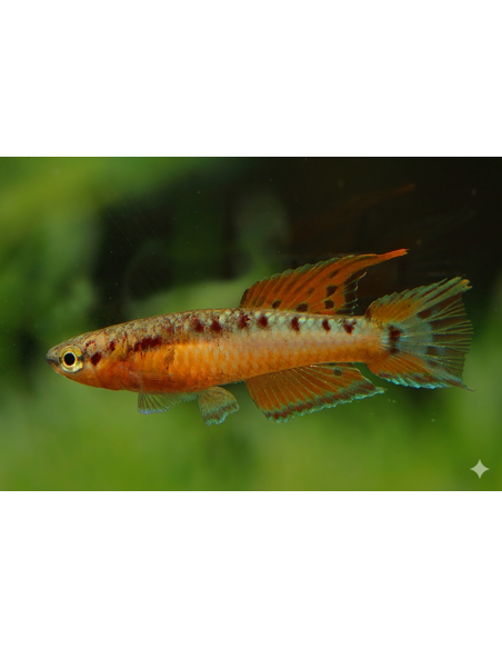 Aphyosemion bivitatum Funge