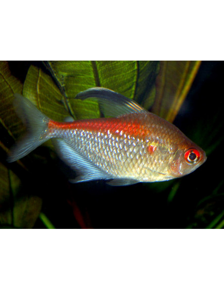 Hyphessobrycon pyrrhonotus