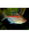 Hyphessobrycon pyrrhonotus